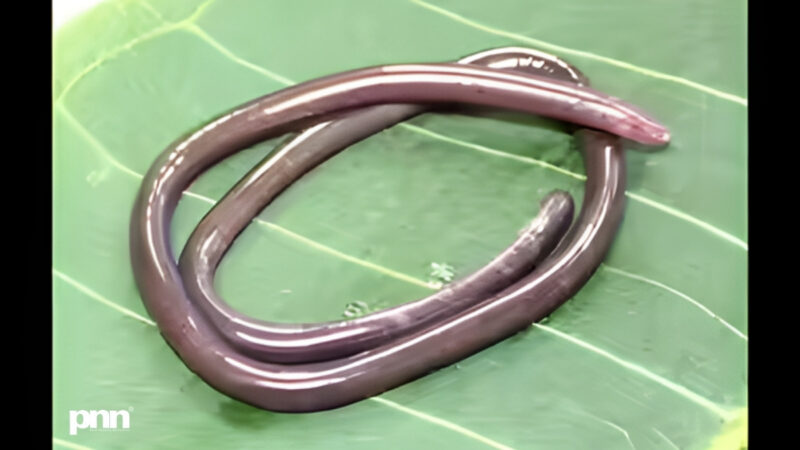 2026 Gegeneophis valmiki Discovery: Rare Amphibian Unearthed in India