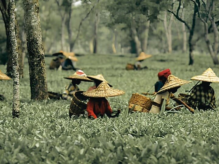 Assam Budget Announces ₹3/kg Subsidy for Tea Producers